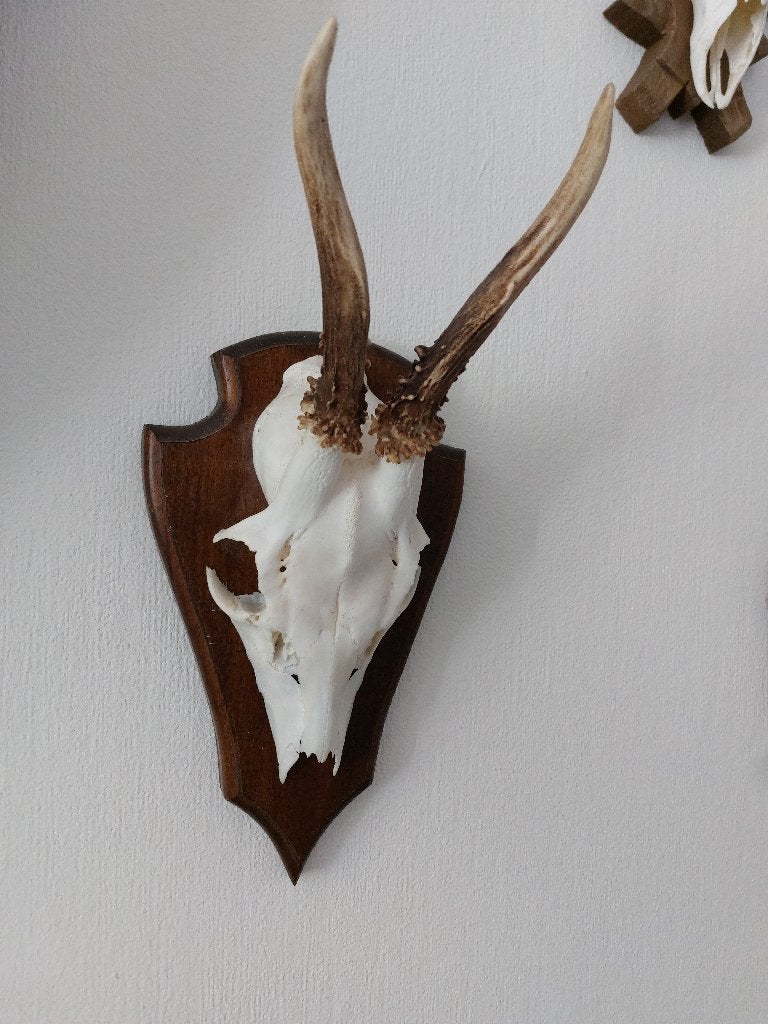 Ree schedels, Verzamelen, Dierenverzamelingen, Ophalen of Verzenden, Gebruikt, Hert, Schedel