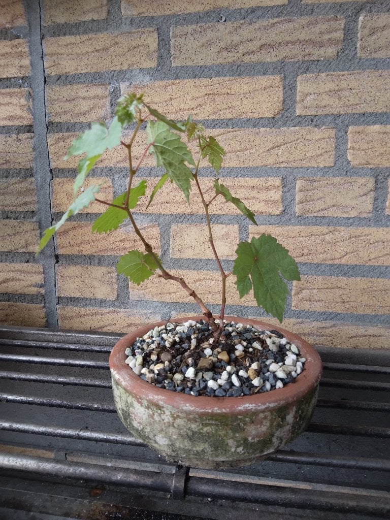 Bonsai, Bloeit niet, Overige soorten, Minder dan 100 cm, Ophalen