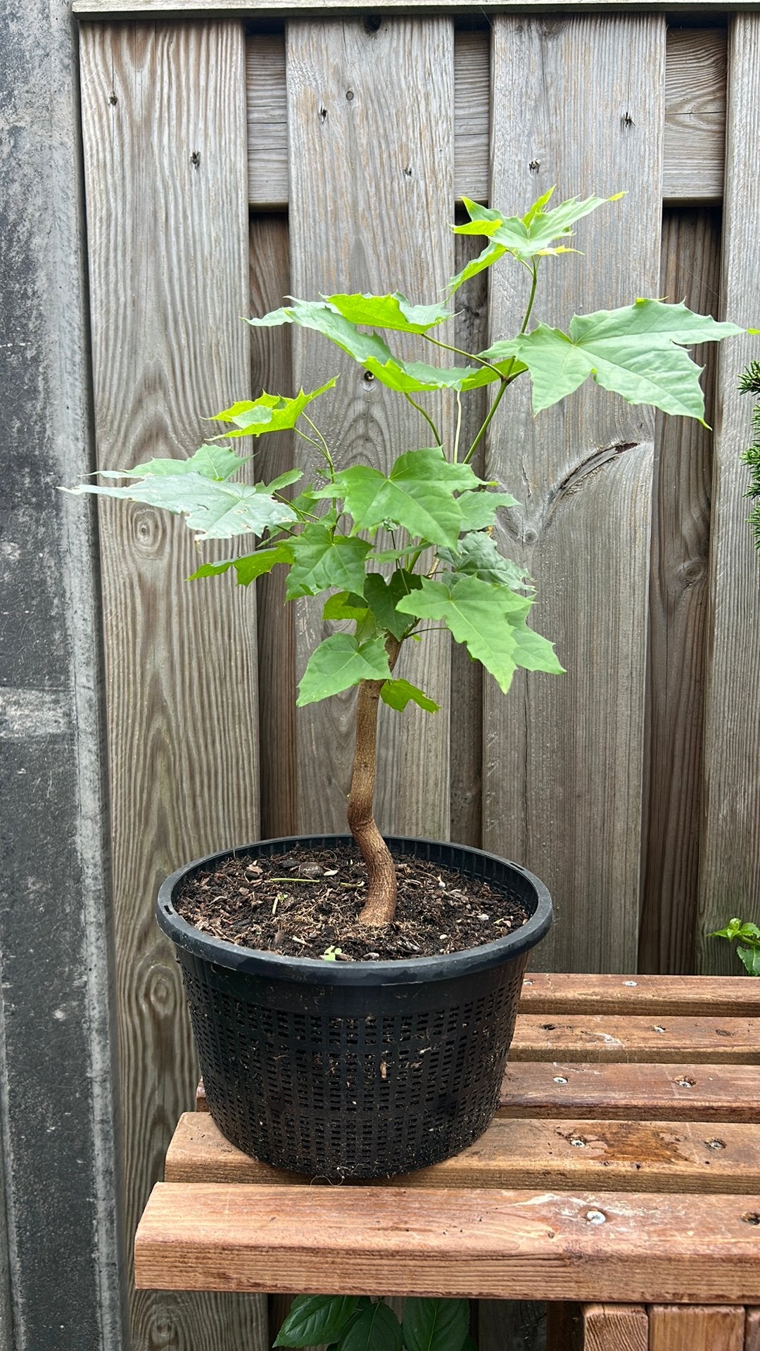 Pre Bonsai Acer, Ophalen, Overige soorten, Halfschaduw