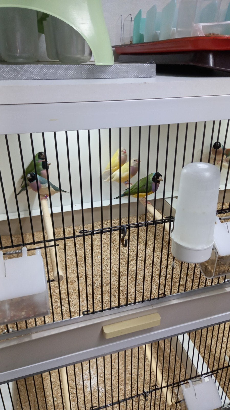 te koop, Dieren en Toebehoren