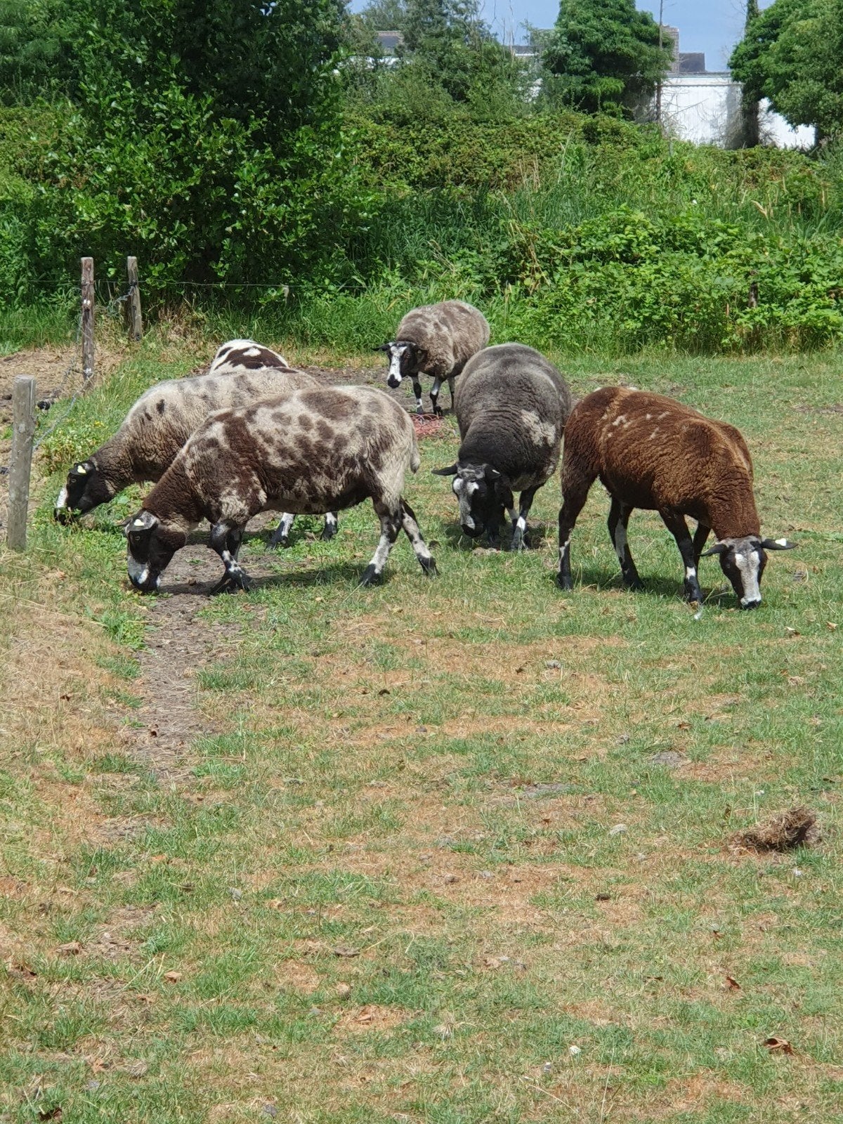 mooie baggerbonte fok schapen met ram, Dieren en Toebehoren, Schapen, Geiten en Varkens, Vrouwelijk, Schaap