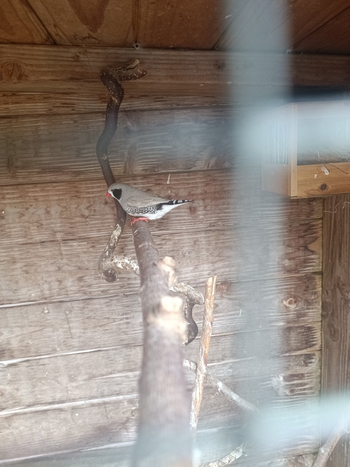 Zebra Vink man .