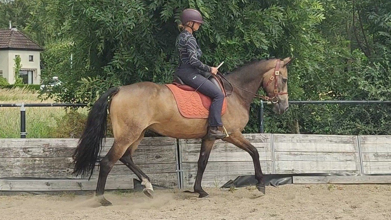 5 jarige Valk Merrie ( Edmundo), Merrie, Met stamboom, Minder dan 160 cm, B