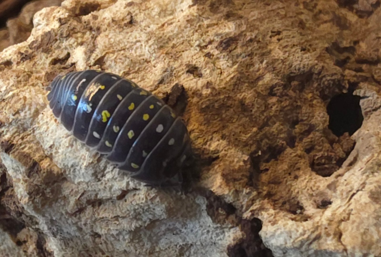 Armadillidium sp ' Albania', Overige soorten