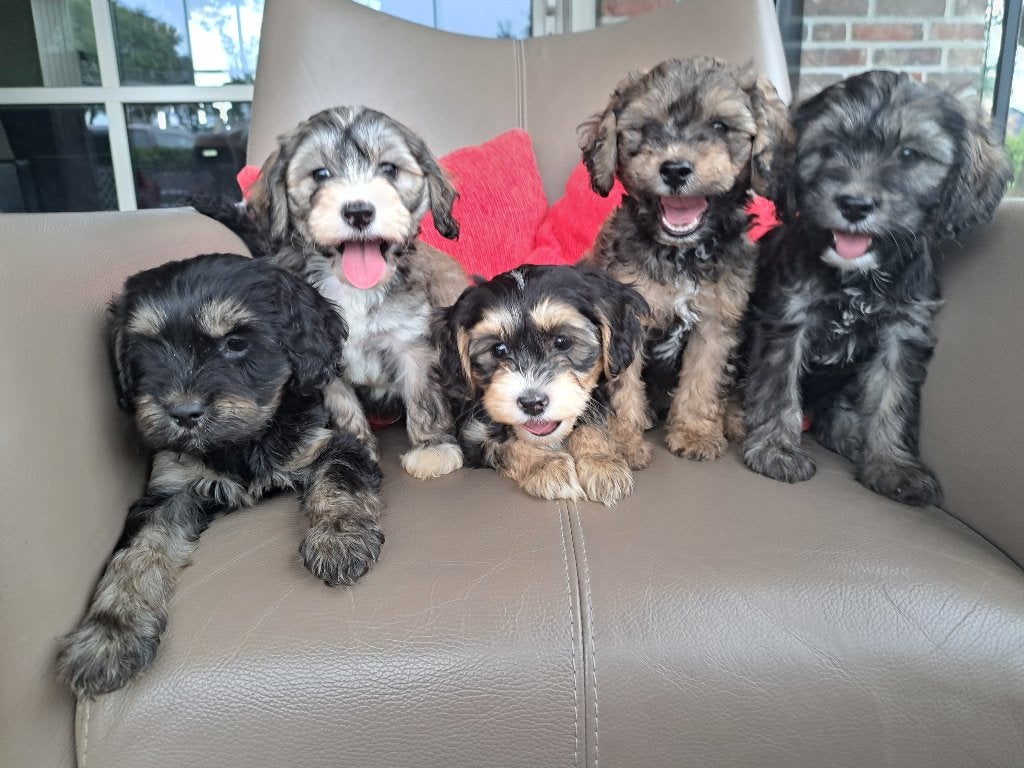 Schattige maltipoo pups , met mooie kleurtjes !!!!!!!!, Parvo, Nederland, Overige rassen, 8 tot 15 weken