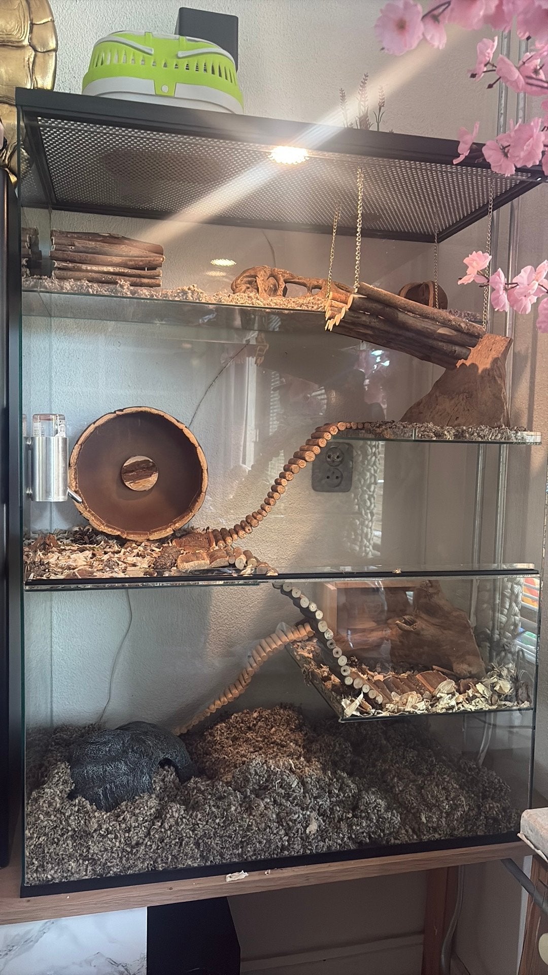 Groot gerbilarium inclusief 4 gerbils!, Vrouwelijk, Overige typen, Tam, September