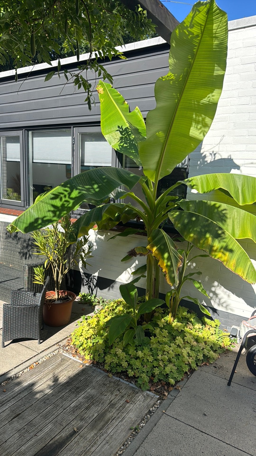 Grote bananenboom, ruim 2m, Ophalen