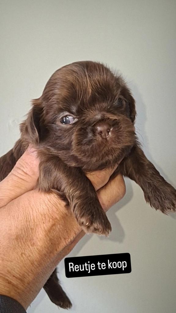 shih tzu pups (NOG 3 REUTJES OVER), Parvo, 8 tot 15 weken, Meerdere, Nederland