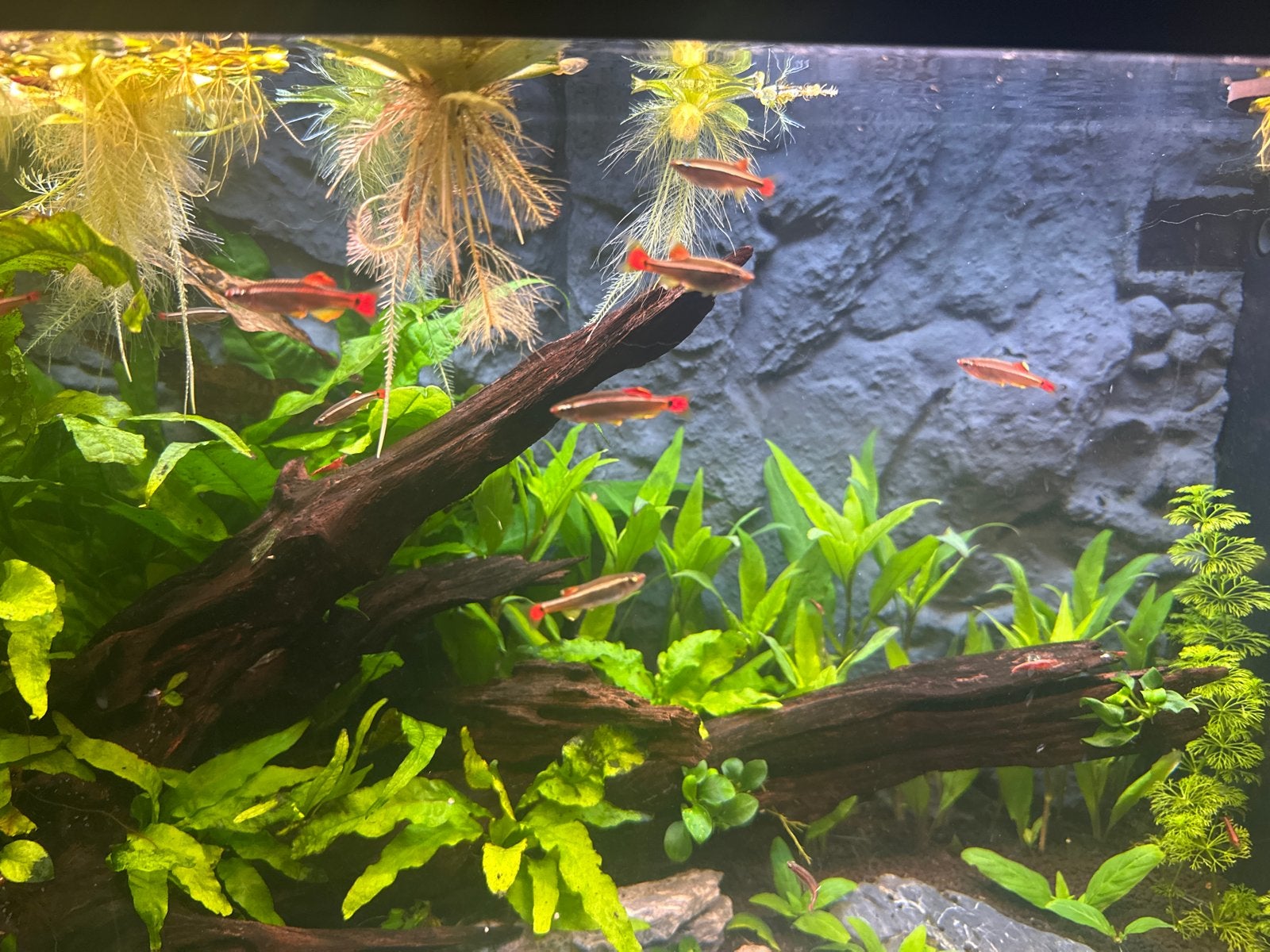 Kweekgroep chinese danio, Vis