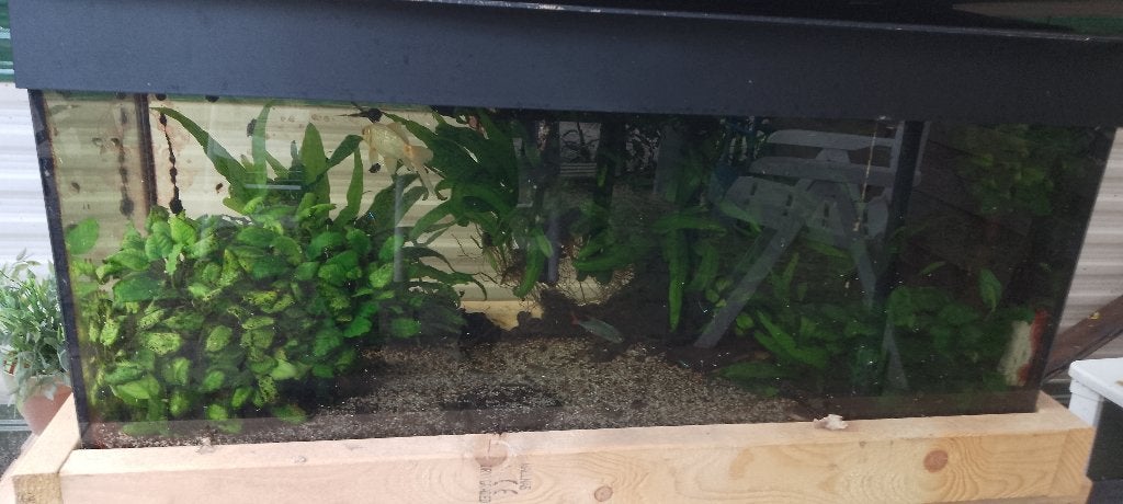 Grote Aquarium met vissen, Ophalen, Inclusief vissen, Juwel, Gevuld zoetwateraquarium