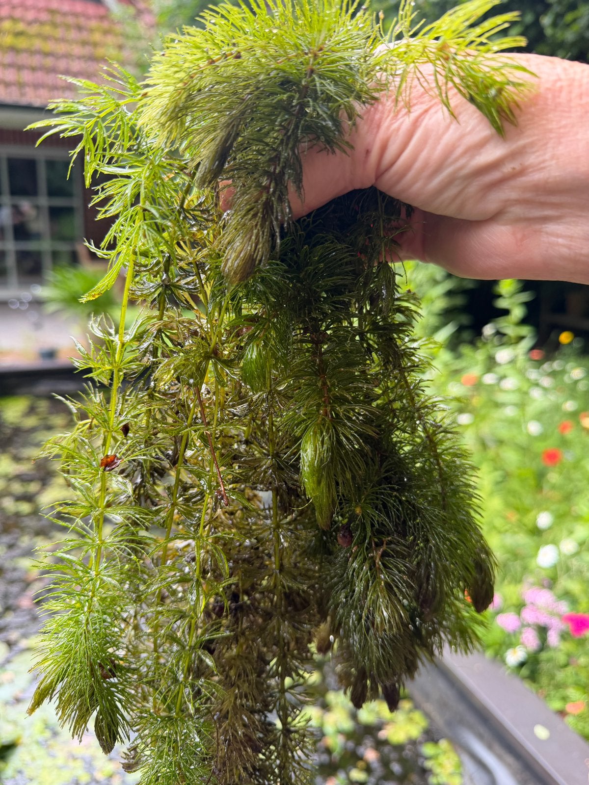 Hoornblad (Ceratophyllum demersum) - Per emmer, Ophalen of Verzenden, Nieuw