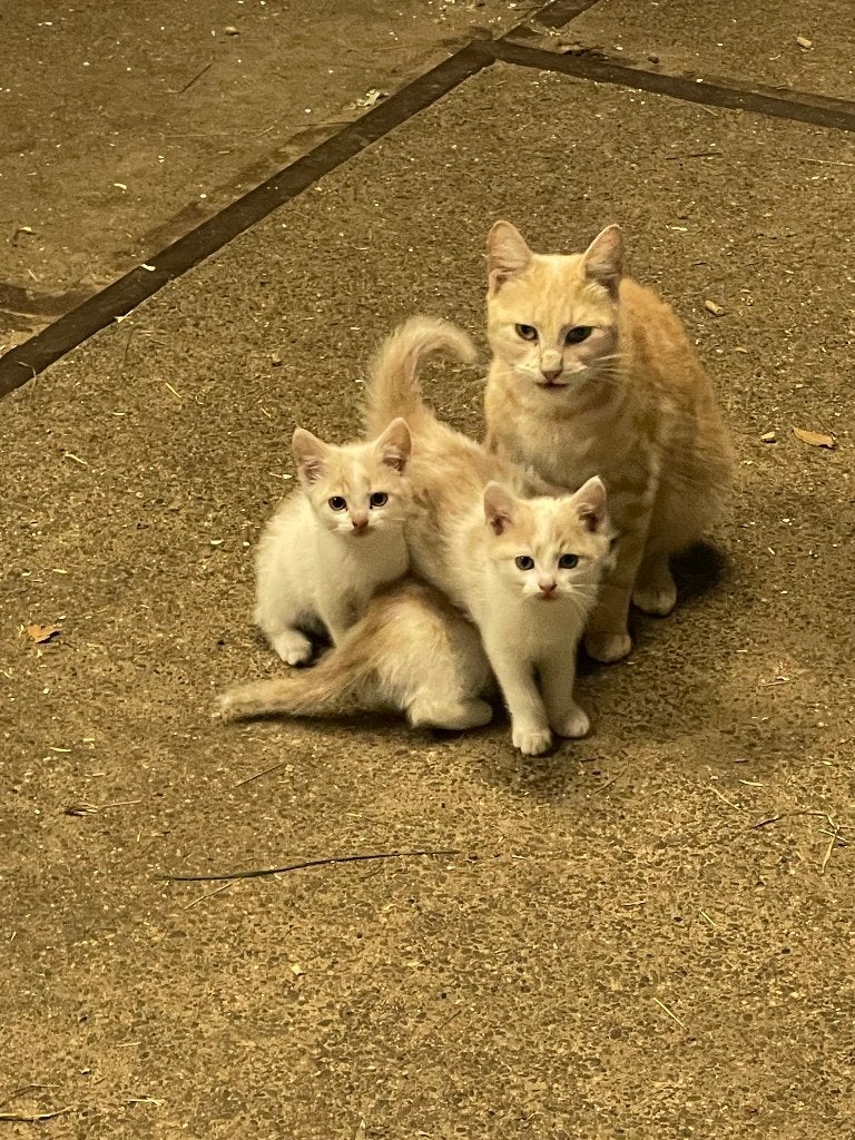 Boerderij kittens, nog 2 te koop, Meerdere dieren, Kortharig, 0 tot 2 jaar