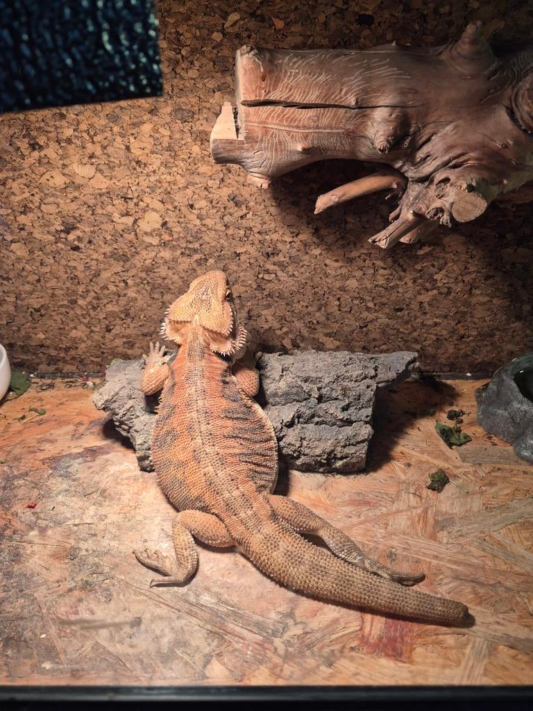 Baardagaam te koop Inclusief accessoires en terrarium Bearded Dragon - unknown for sale from dees