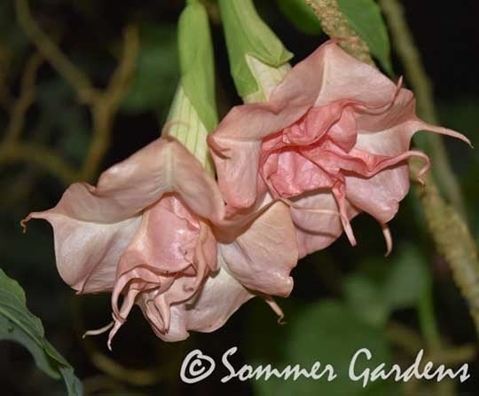 Brugmansia 'Petticoat Princess' - Twee jaar oude plant, Volle zon, Eenjarig, Zomer, Ophalen