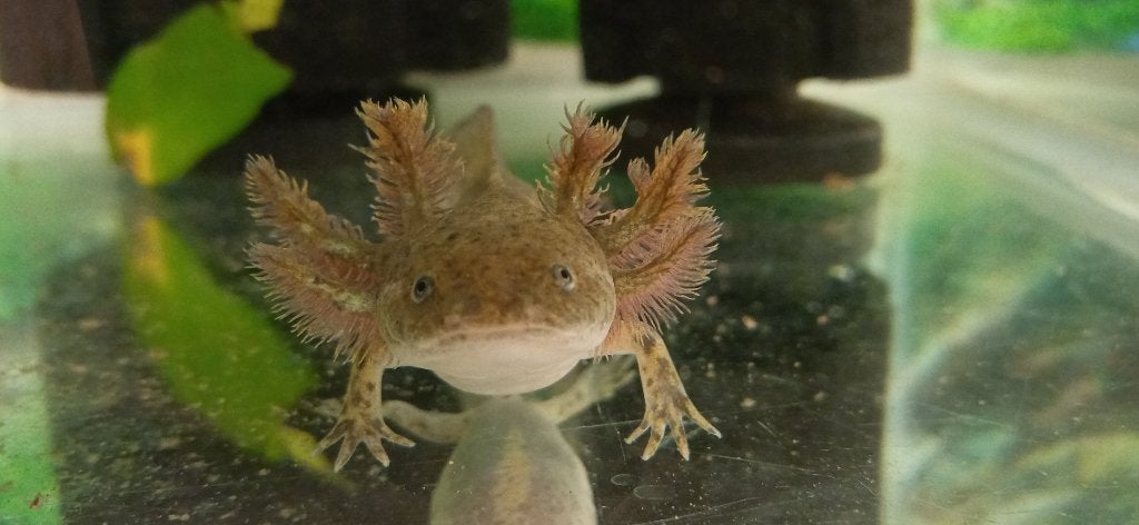 4 axolotl s, Dieren en Toebehoren, Reptielen en Amfibieën, Amfibie, 0 tot 2 jaar