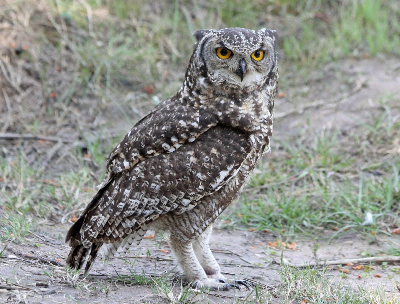 gezocht afrikaanse oehoe 2026, Meerdere dieren, Roofvogel, Geringd