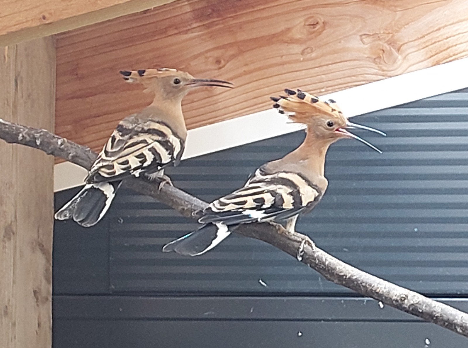 Hop man 2026, Mannelijk, Wildzangvogel, Geringd