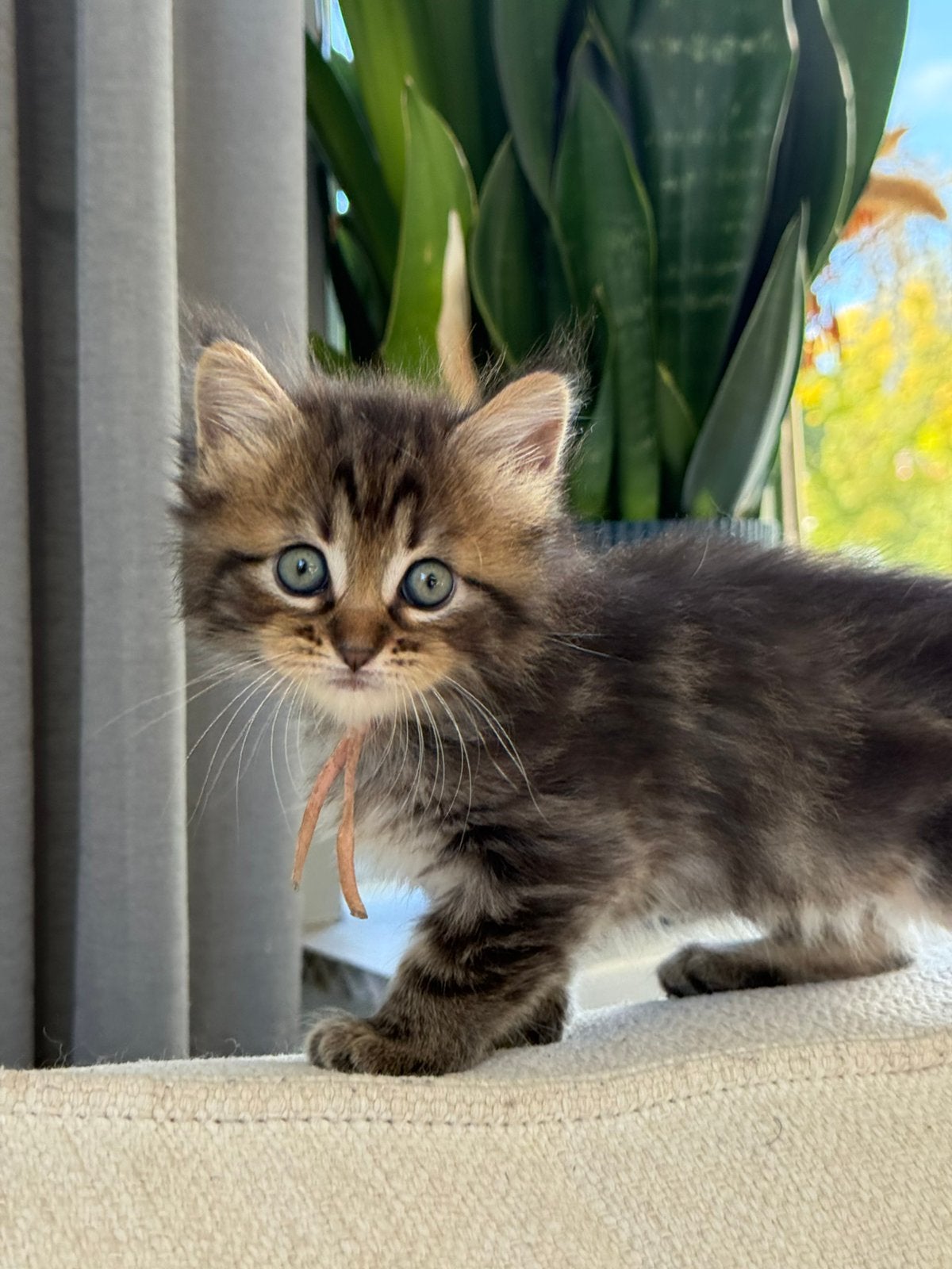 Prachtige lieve Ragdoll x Maine Coon kittens, Dieren en Toebehoren, Meerdere dieren, Ontwormd, 0 tot 2 jaar