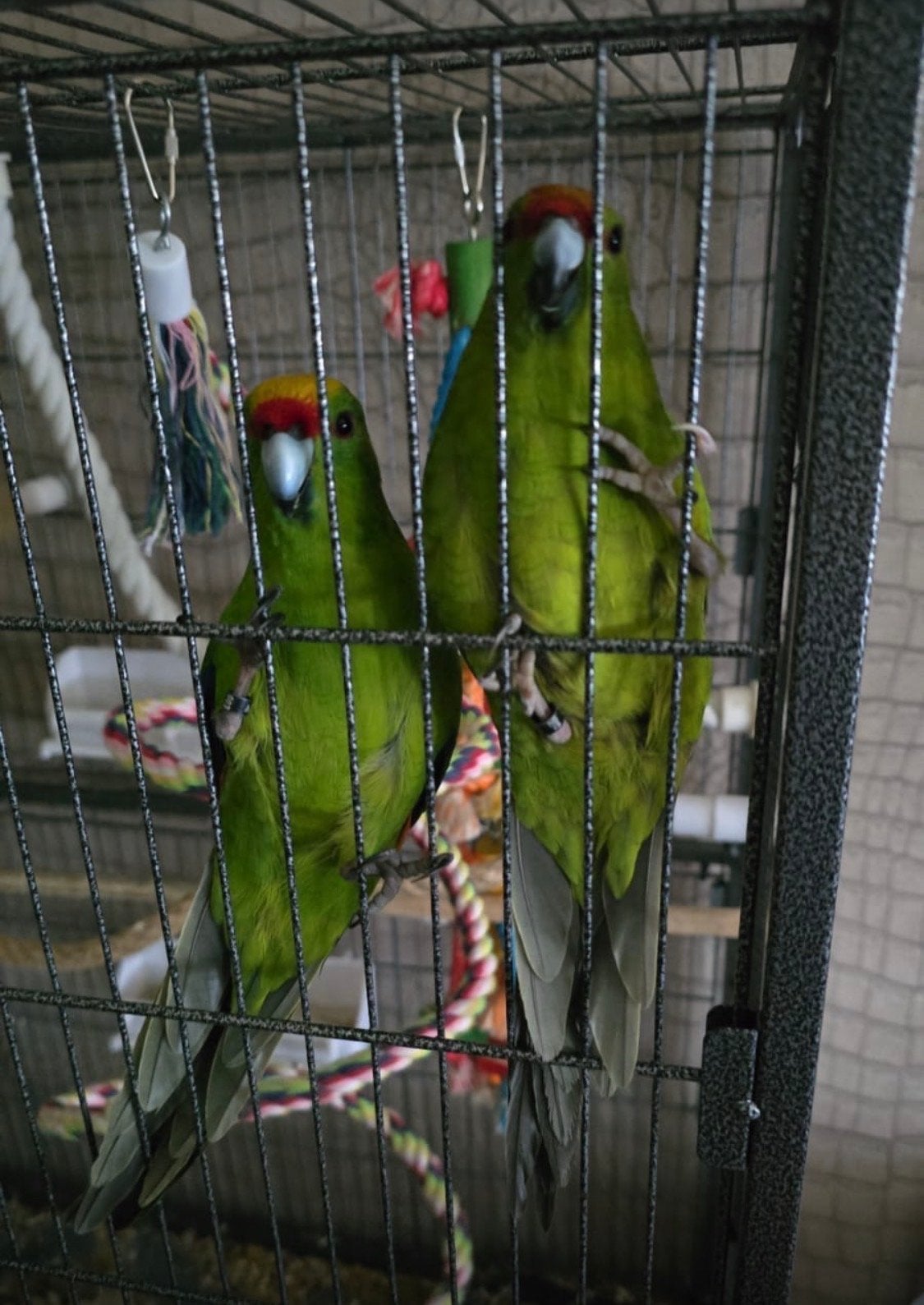Kakariki’s, Dieren en Toebehoren, Vogels | Parkieten en Papegaaien, Meerdere dieren, Parkiet