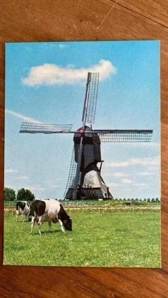 Ansichtkaart: Hollandse molen met koeien in de wei., Ophalen of Verzenden, 1980 tot heden, Ongelopen, Noord-Holland