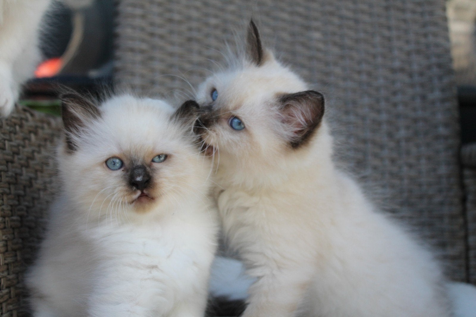 laatste ragdoll kater seal 9 weken, Dieren en Toebehoren, Katten en Kittens | Raskatten | Langhaar, Meerdere dieren, Ontwormd