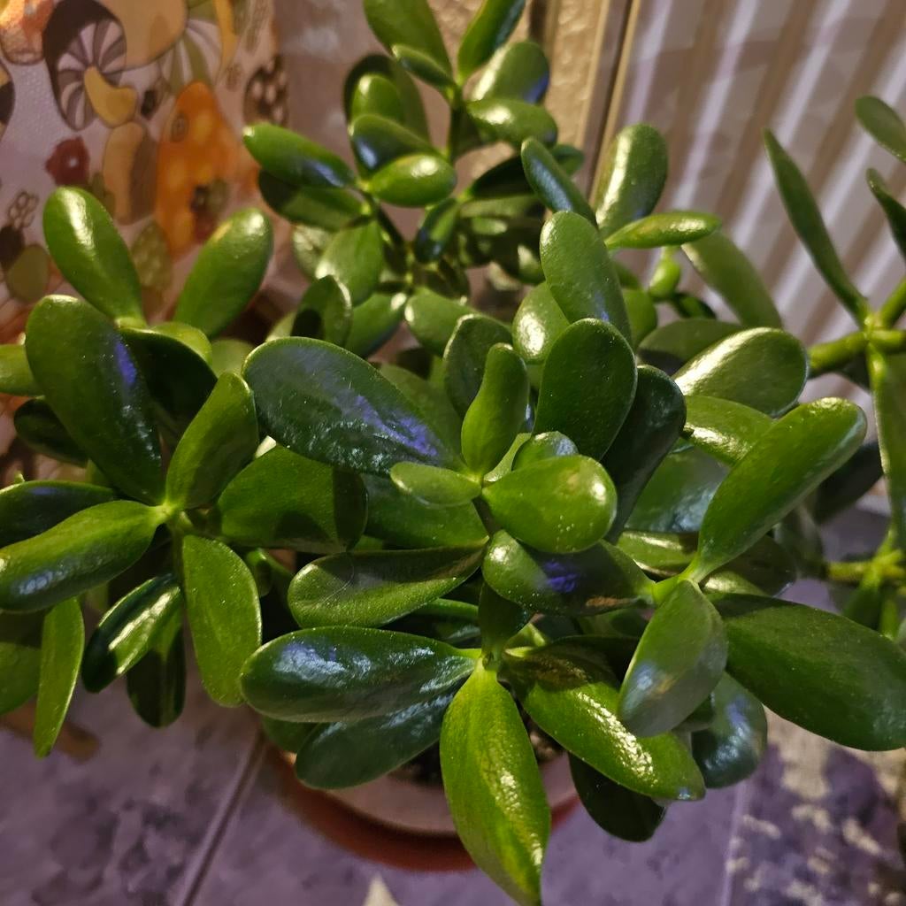 Jadeplant stek,geld boom,vrienschapsboom,van foto 2, Huis en Inrichting, Kamerplanten, Bloeiende kamerplant, Verzenden, Halfschaduw