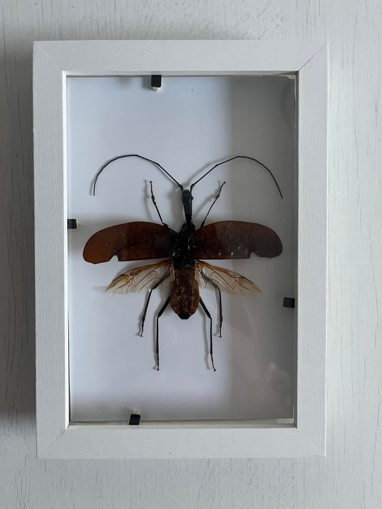 Mormolyce in lijst, Ophalen of Verzenden