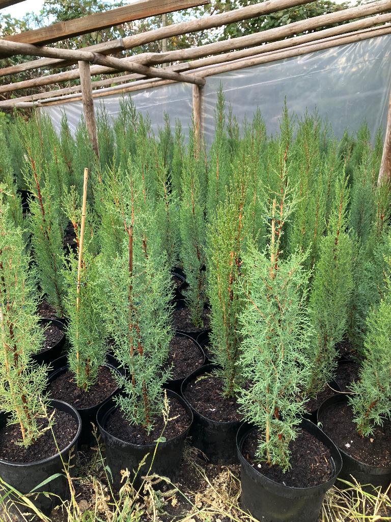 Italiaanse cipres, Minder dan 100 cm, Zuilboom, Ophalen, Volle zon