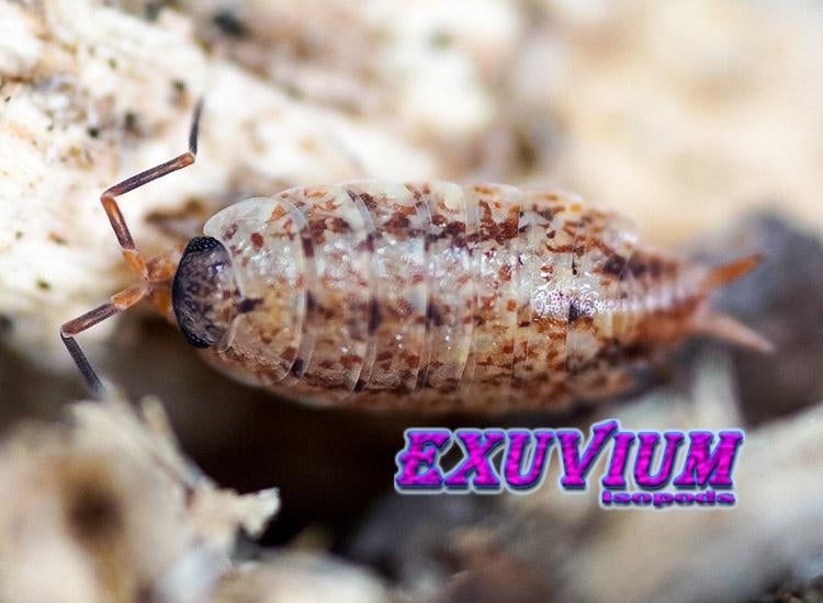 Porcellionides cingendus pissebedden isopods ZELDZAAM, Overige soorten