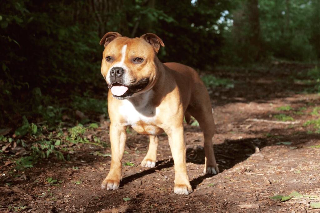 Engelse stafford dekreu, Dieren en Toebehoren, Honden | Dekreuen, Reu, Particulier, Eén hond, Nederland, 3 tot 5 jaar, CDV (hondenziekte)