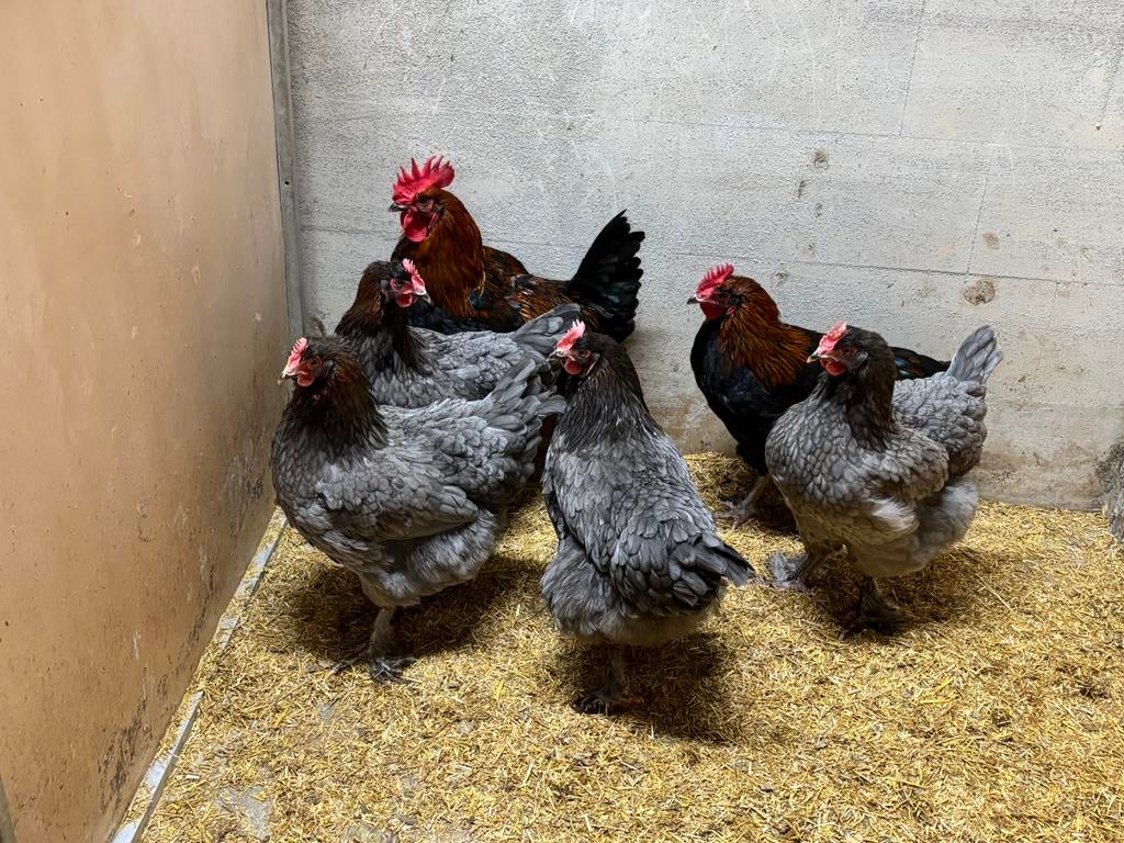 Broedeieren marans koperhals, Dieren en Toebehoren, Geslacht onbekend, Kip