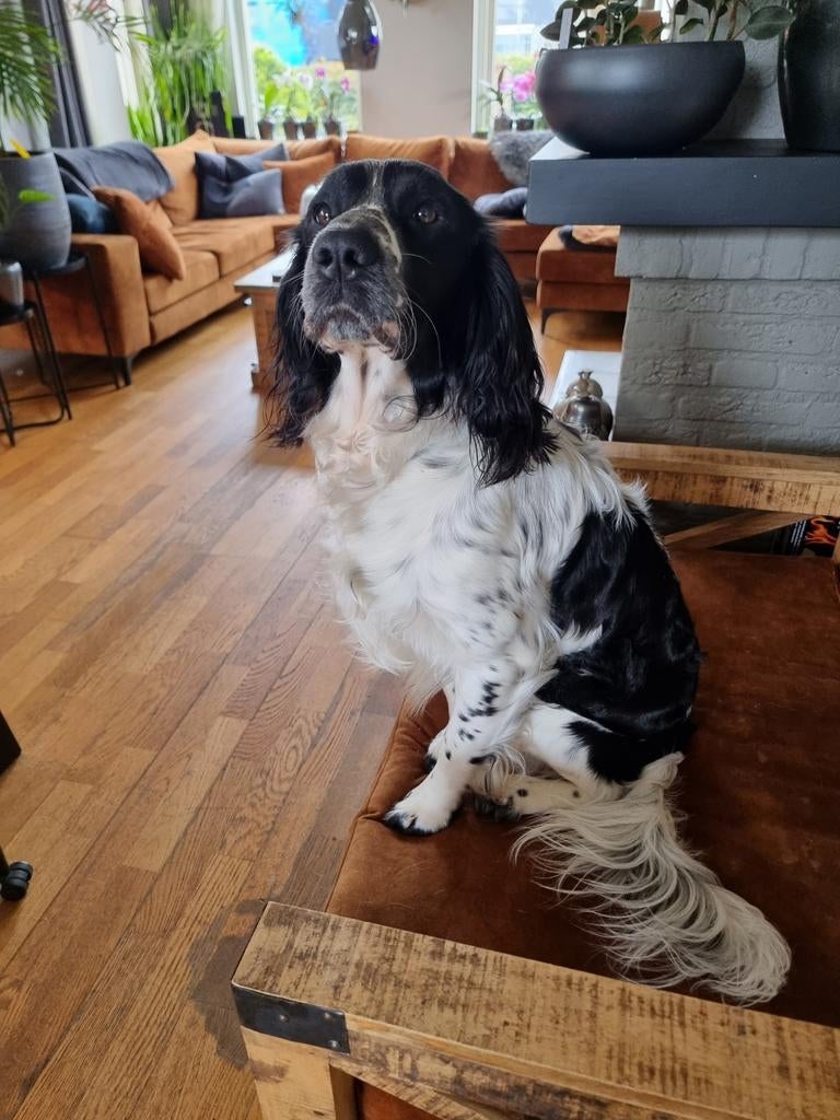 Engelse Springer Spaniel dekreu met stamboom, België, Particulier, Reu, Parvo