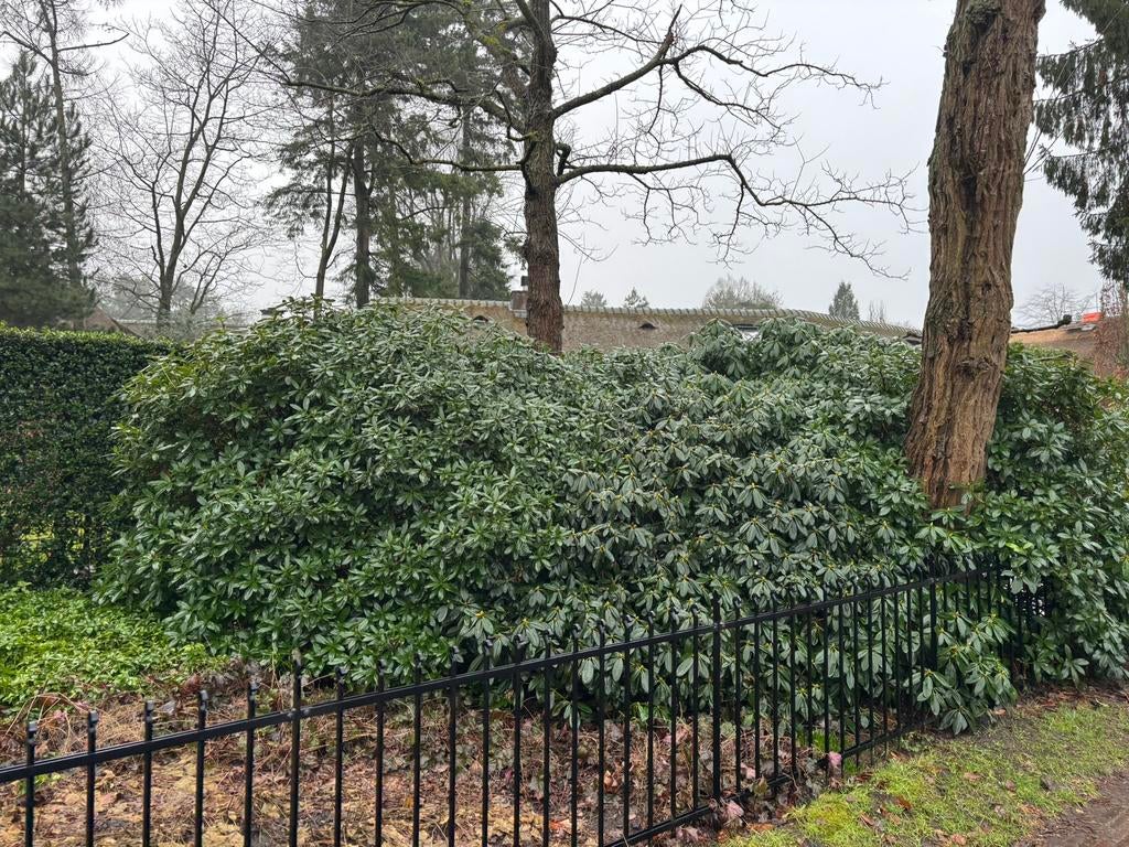 Rhododendron struik 6x5 meter, Tuin en Terras, Planten | Struiken en Hagen, Ophalen, Rhododendron, 250 cm of meer