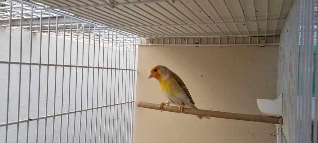 Bastaard Putter man, Mannelijk, Wildzangvogel, Geringd