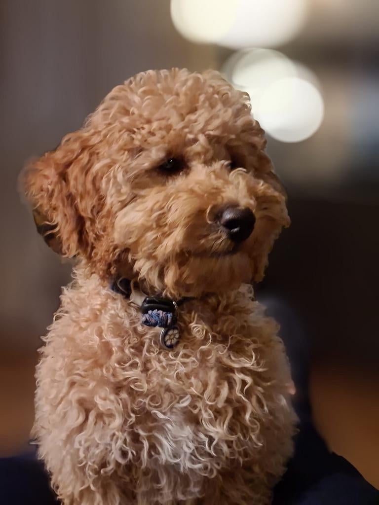 Poedel middenslag abrikoos, dekreu 40 cm, Dieren en Toebehoren, 6 jaar of ouder, Reu, Parvo, Eén hond