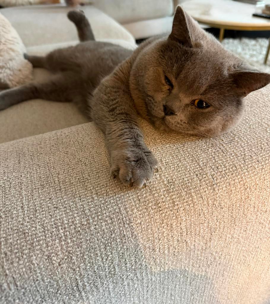 Dekkater Lieve Britse Korthaar ( +dekkingsgarantie )!!