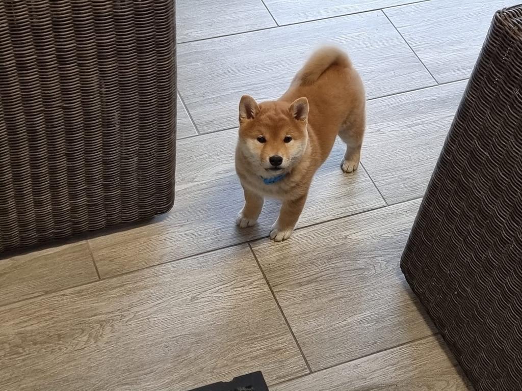 Shiba inu teef - 6 maand - geteste ouders enstamboom, Parvo, België, Fokker | Hobbymatig, Overige rassen