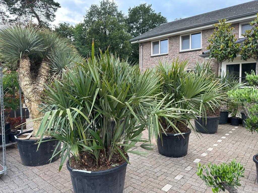 Rhapidophyllum hystrix 140/160 cm planthoogte te koop, Ophalen of Verzenden, 100 tot 250 cm, Zomer, Palmboom