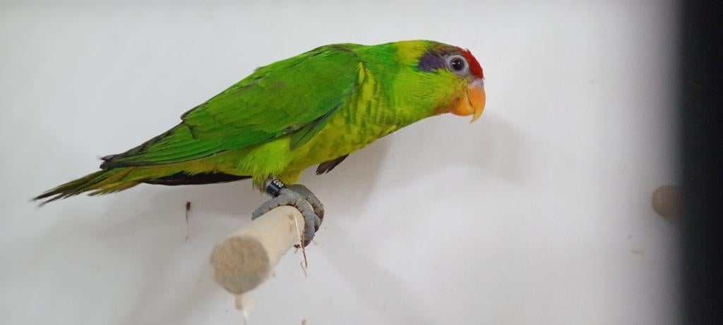 Lori lory lorie, Mannelijk, Papegaai, Geringd