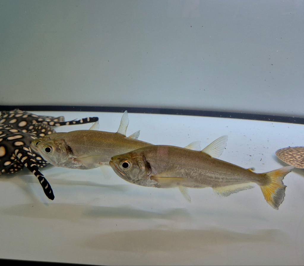 Vampiervis hydrolycus scomberoides, Dieren en Toebehoren, Vissen | Aquariumvissen, Vis, Zoetwatervis