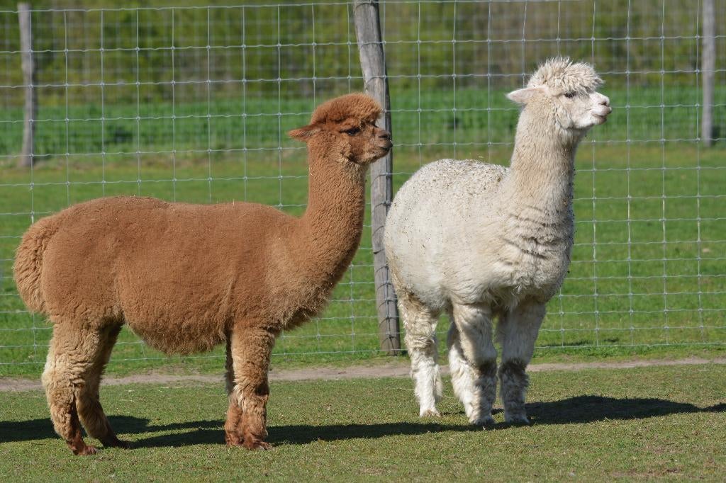 Alpaca merries, Dieren en Toebehoren, Overige Dieren, Vrouwelijk, Juni