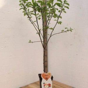 appelboom in pot, Tuin en Terras, Planten | Fruitbomen, Minder dan 100 cm, Lente, In pot, Ophalen of Verzenden