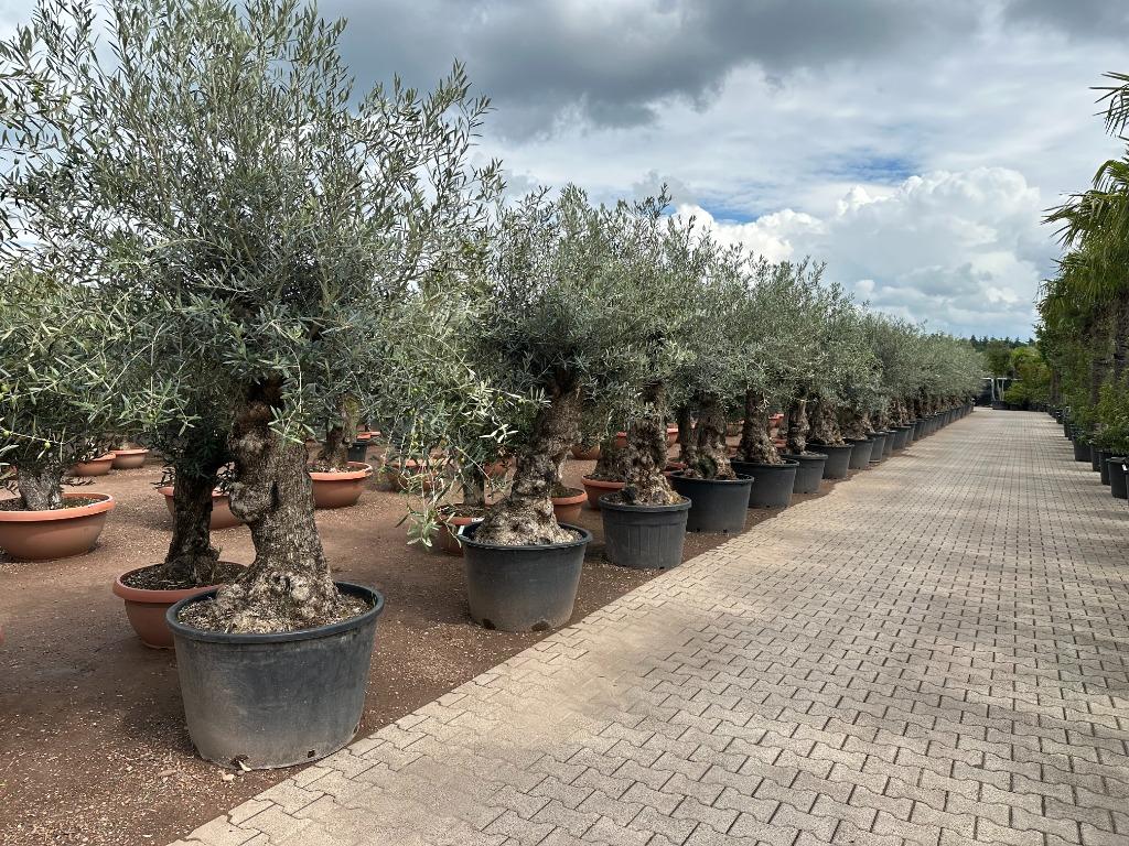 Olijfbomen met grillige stammen te koop!!! ( Olijfboom ), Ophalen of Verzenden, 100 tot 250 cm, Olijfboom, Zomer