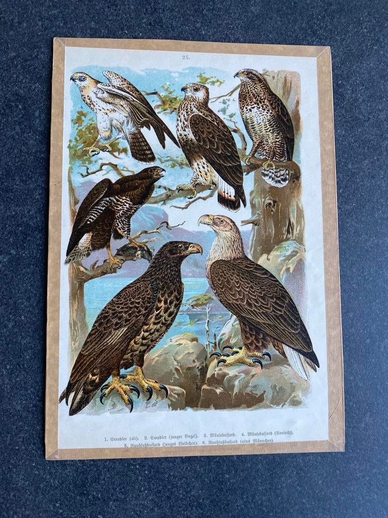 Verschillende roofvogels  18x28 cm per stuk 5 euro, Ophalen of Verzenden, Natuur en Biologie