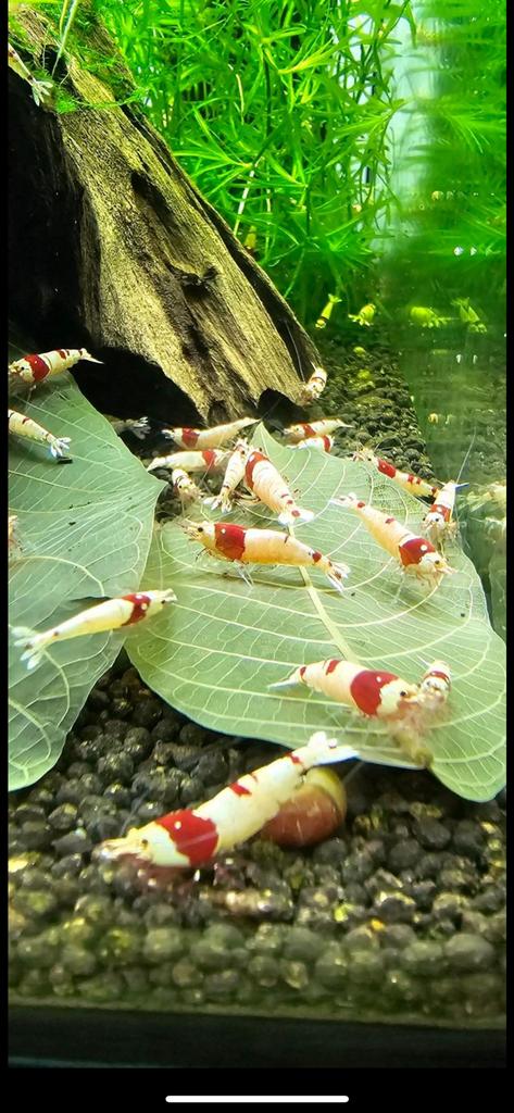 Crystal Red SSS garnalen wit high grade!, Kreeft, Krab of Garnaal