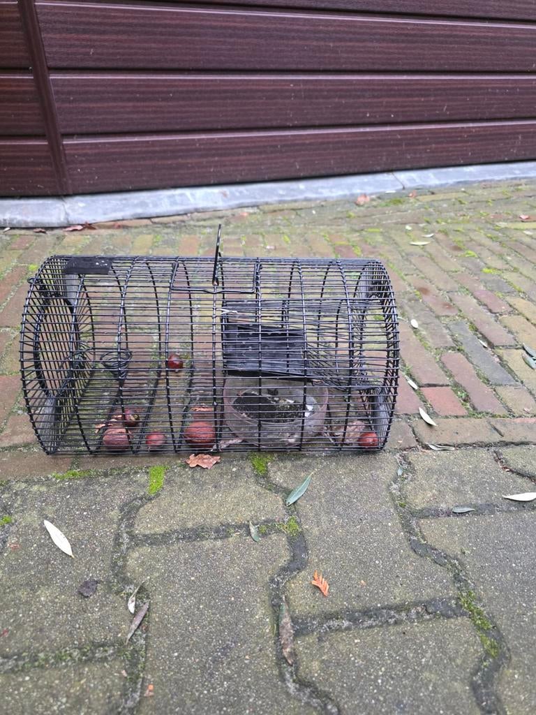 Vangkooi, Dieren en Toebehoren, Knaagdieren en Konijnen | Hokken en Kooien, Ophalen of Verzenden, Kooi, Minder dan 60 cm