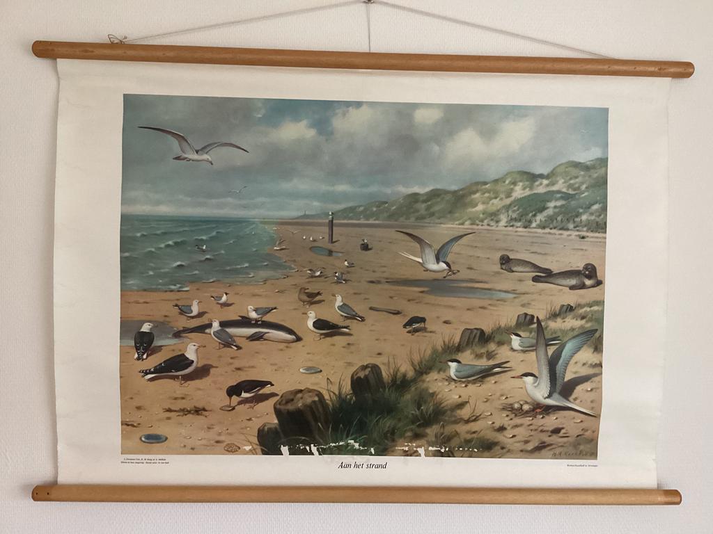 Schoolplaat Aan het strand van M.A. Koekoek, Antiek en Kunst, Antiek | Schoolplaten, Ophalen, Natuur en Biologie