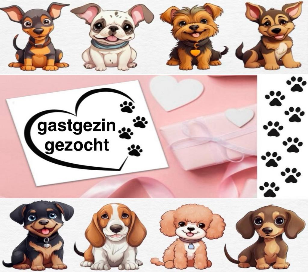 🐾 gastgezin gezocht 🐾 chihuahua, toy poedel, pomsky etc 💖, Dieren en Toebehoren, Parvo, 15 weken tot 1 jaar, Overige rassen