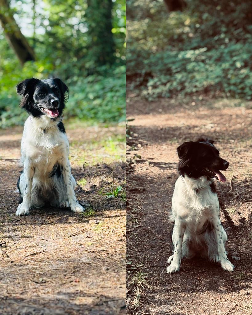 Gezocht!! Dek reu, Reu, Eén hond, Nederland, Particulier