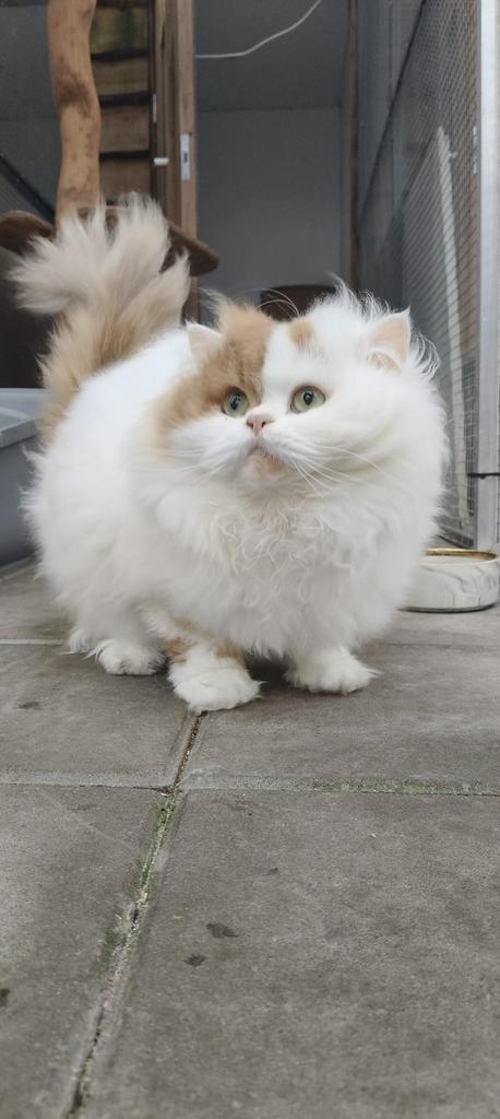 Dekkater met stamboom Brits langhaar ( niet te koop), Dieren en Toebehoren, 3 tot 5 jaar